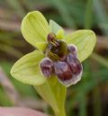 Ophrys bombyliflora